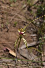Caladenia tentaculata × venusta