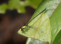 Austroargiolestes aureus