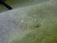 Arnoglossus laterna