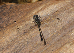 Hemigomphus theischingeri