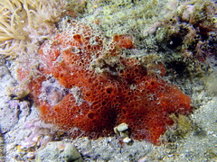 Phorbas fictitius