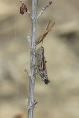 Ramburiella hispanica