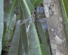 Hemigomphus theischingeri