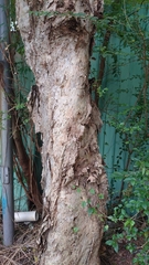 Melaleuca cajuputi cumingiana