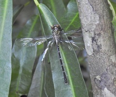 Hemigomphus theischingeri