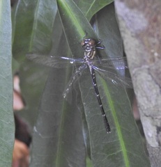 Hemigomphus theischingeri