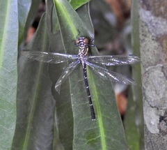 Hemigomphus theischingeri