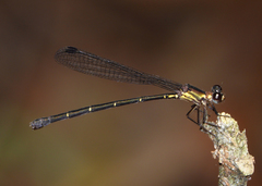 Lestoidea