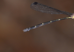 Lestoidea