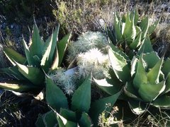 Agave gentryi