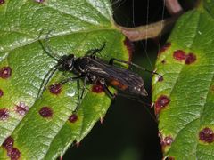 Arachnospila