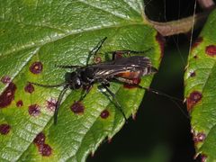 Arachnospila