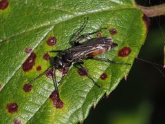 Arachnospila