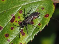 Arachnospila