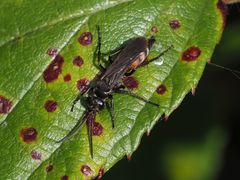 Arachnospila