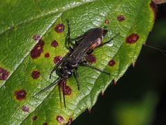 Arachnospila