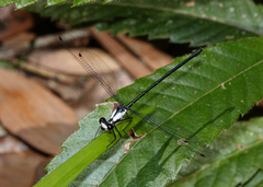 Austroargiolestes aureus