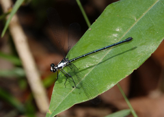 Austroargiolestes aureus