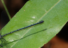 Austroargiolestes aureus