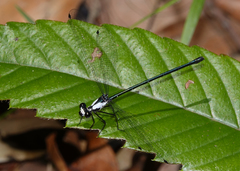 Austroargiolestes aureus