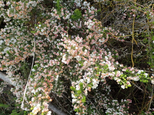 Image of Erica formosa by (c) Nicola van Berkel, some rights reserved (CC BY-SA)