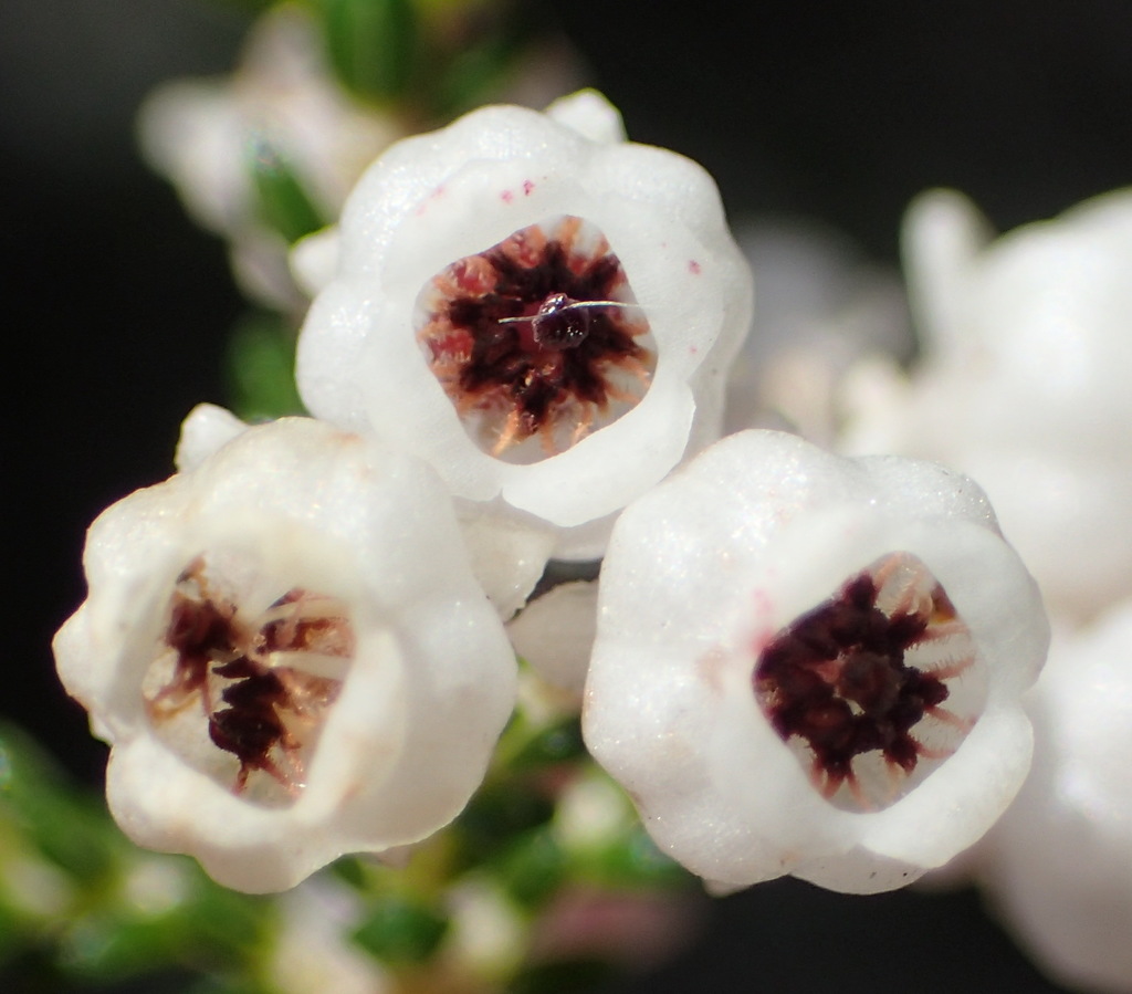 stunning-heath-from-belvidere-plantation-south-cape-dc-south-africa
