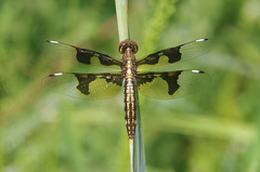 Palpopleura