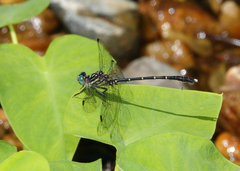 Hemigomphus theischingeri