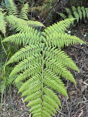 Calochlaena