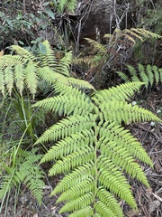 Calochlaena