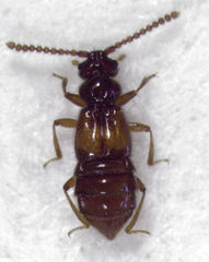 Sagola bipunctata