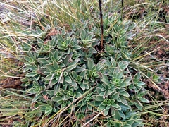 Gentianella impressinervia