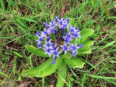 Scilla peruviana