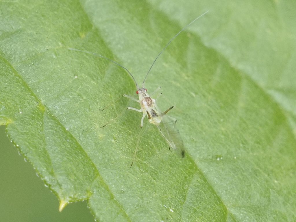 Drepanosiphum aceris