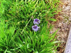 Scilla peruviana