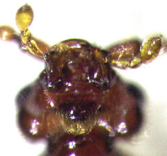 Sagola bipunctata