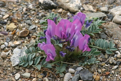 Oxytropis intermedia