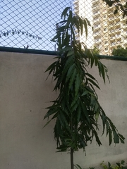 Polyalthia