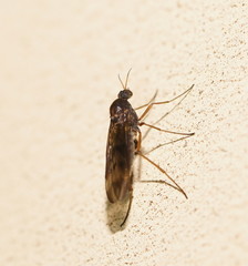 Sylvicola neozelandicus