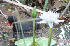 Gallinula tenebrosa tenebrosa
