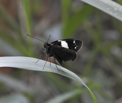 Notocrypta waigensis