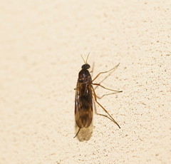 Sylvicola neozelandicus