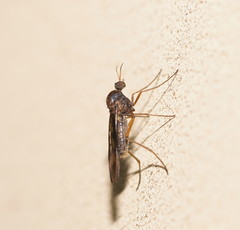 Sylvicola neozelandicus