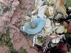 Sypharochiton