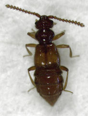 Sagola bipunctata