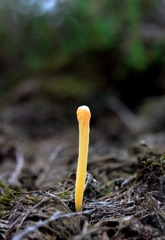 Clavaria argillacea