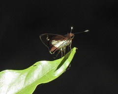 Sabera caesina