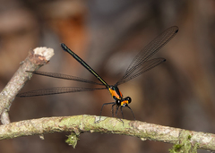 Austroargiolestes aureus