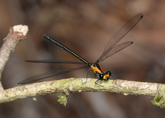 Austroargiolestes aureus