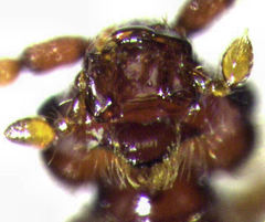 Sagola bipunctata